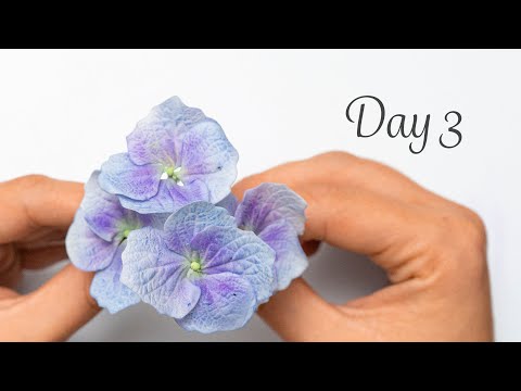 Hydrangea | Day 3 | 30 Days of Sugar Flowers