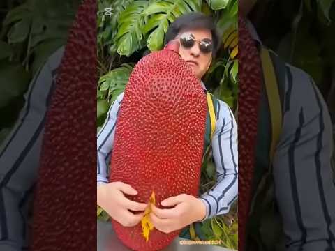 “3 Giant Fruits You’ve Probably Never Seen Before#fruit#viralvideo#youtubeshorts