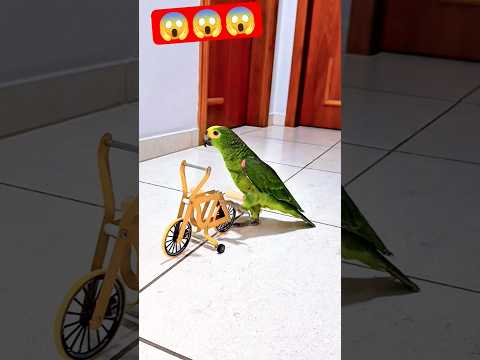 Parrot 🦜 Stunt #parrot #stunt #automation #animation #funny #ytshorts #animation #love #comedy