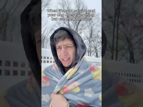 They do everything but use the bathroom 🙄#dogs #funnydogs  #funnydogvideo