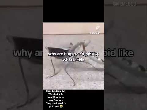 Bugs being bugs #funny #bugs