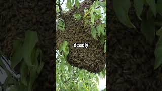 #dengerous #animals #traveltips #adventure #wildlife #ai #viralfact #algorithm #youtubeshort #safety