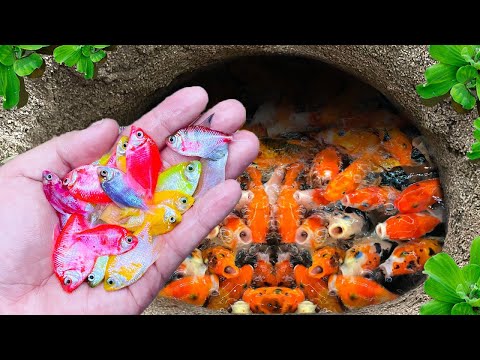 Catch Strange Ornamental Fish In Tiny Pond, Angelfish, Half Black Pastel Guppy, Bluefin Fish, Shrimp