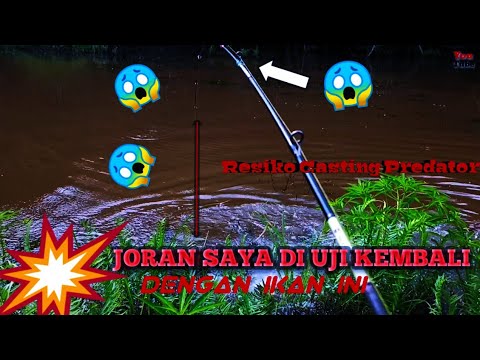 CASTING IKAN GABUS DI RAWA TENGAH HUTAN KALIMANTAN