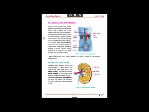Excretory System: Kidneys and Associated Structures in Urdu