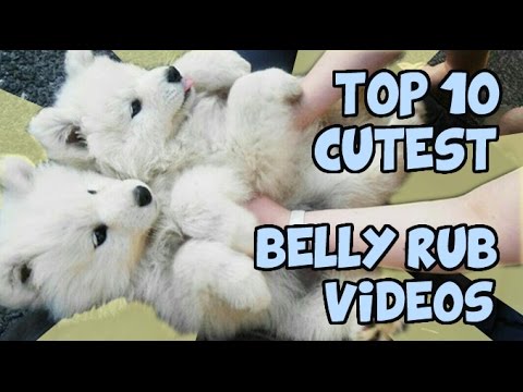 TOP 10 CUTEST ANIMAL BELLY RUBS