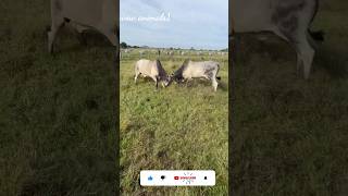 cow 🐄 and beautiful ❤️ in the animals shorts video wow Animals1 #shortclips #youtube