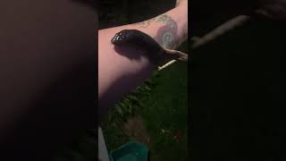 Blackhead python #python #reptiles #snake #shorts #views #trendingshorts #newvideo #memes #drug