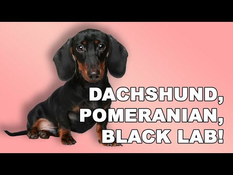 Men With THESE Dogs Are Most Likely To CHEAT!