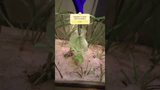 banana plants . #aquariums #aquarium #bananaplant #dirtedtank #plantedtank