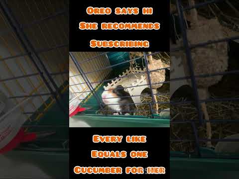 Message from Oreo