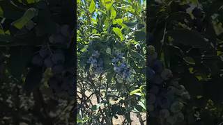 Blueberry Picking! #blueberry #blueberrypicking #summerfun #adventure #summer #algorithm #ytshorts