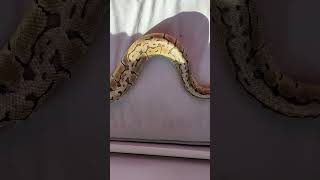 A Ball Python Love Story 🐍❤️#snakes #reptiles