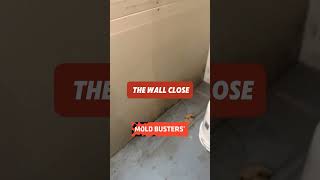 Beat Basement Mold Without Leaving Your Couch wirh a Virtual Inspection🏠❄️
