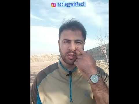 حماقت انسان