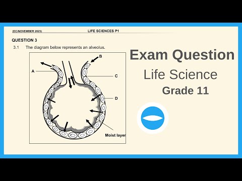 Exam Questions | Gaseous exchange grade 11 | Life Sciences