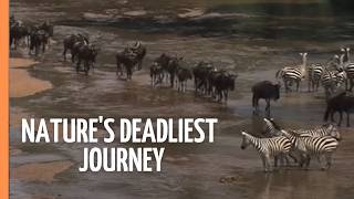 The Great Migration: Nature's Deadliest Journey | Full Documentary