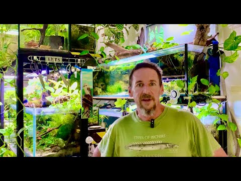 AB's Filtration (Part 2) Planted Tanks