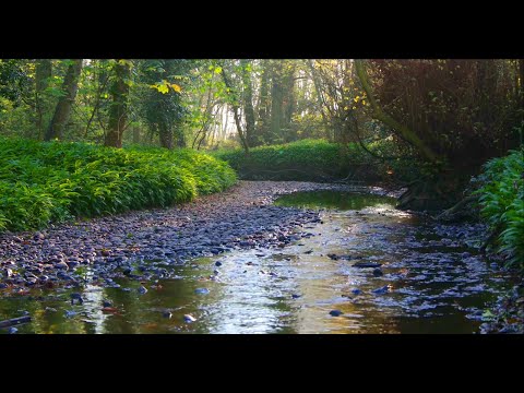 River Sounds to Listen Every Morning After Wake Up  Forest River Sounds for Relaxing and Meditation