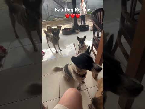 Bali Dog Rescue ❤️❤️❤️ #rescuedog #dogrescue #dogrescuer #lovedogs