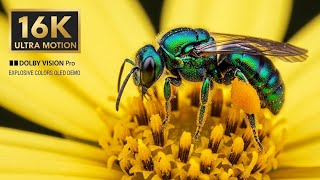 Beautiful Micro World: Relaxing 16K Nature Video of Insects & Small Animals