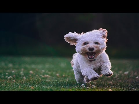 (2분 정보) 강아지의 눈이 충혈되었을 때 어떻게?