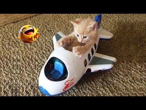 I dare you not to LAUGH at these FUNNY DOGS 😁🐶 - Best Funny Animals Videos 2024 part7
