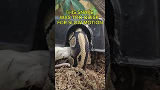 Wow He Was Speedy ! #ballpythonsnake #ballpythonsofinstagram #ballpythonsnake #petsnake #petsnakes