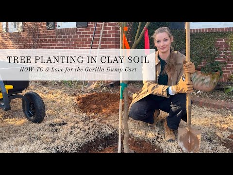 How to Plant a Tree in Clay Soil | Best Practices for a Healthy Tree + Using the Gorilla Dump Cart