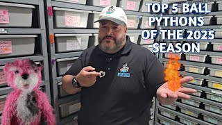 From Hatchling to Heat: My top 5 best Ball Python Projects of 2025