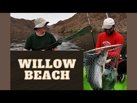 Camping at Willow Beach! Caught an 8.5 lb Striper!