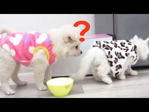 a day of bong dogs and milo cats in a lovely little house with breakfast for cats and dogs