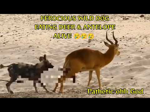Ferocious wild Dog eating deer and antelope alive | dangerous wild dog | wild dog #shorts #wilddog