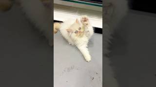 Cute kitty 💕 ! Kitten meowing ! Cat sound ! Cat voice ! Cat videos #cat #viral #youtubeshorts