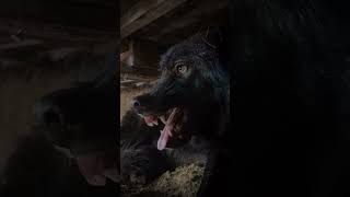 Angry wolf dog. #wolf #doglover #wolfdogs