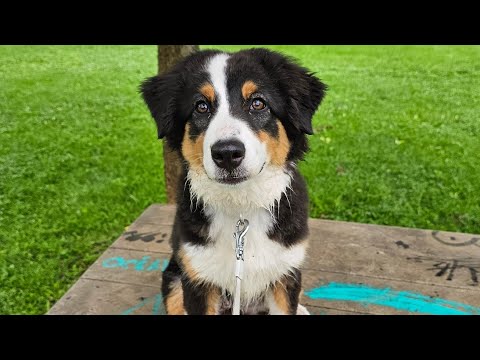 Going live with the dogs!