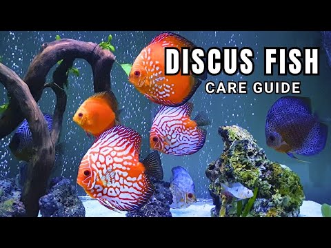 Discus Fish Care Guide:Expert Tips for Vibrant and Healthy Discus #fishtanksetup #pets #petfish #pet