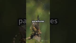 How Spiders Shoot Silk To Make Webs