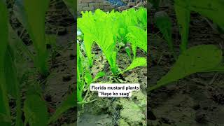 Rayo ko saag ||#florida mustard plants #easygrowth #nutriousplant #shortsfeed