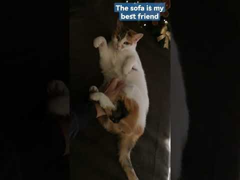 The sofa is my best friend #cat #animals #birds