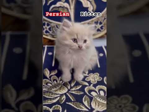 Persian Kittens are available at Monarch’s Farm || Contact onn - 9519656584 || Insta - Cat_Cluster