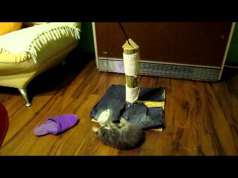 Cat playing with toy mouse