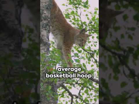 Jumping cats - Acrobats #cats