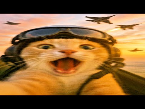 funny cat video | try not to laugh impossible challenge