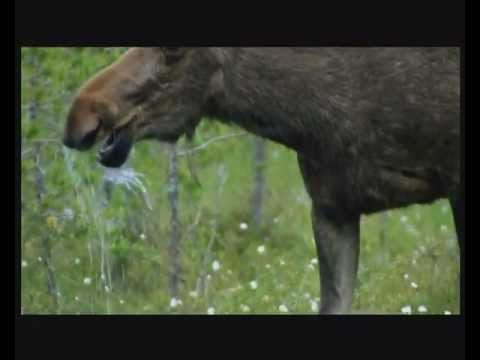 Of Moose and Men