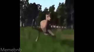 Dancing deer