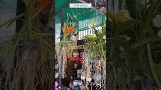 But Rare Orchid Plants Online ☘️ #orchidslover #orchidcare #orchid #plants #flowers #gardening