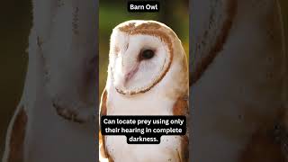 Daily Animal Tidbits:  Barn Owls