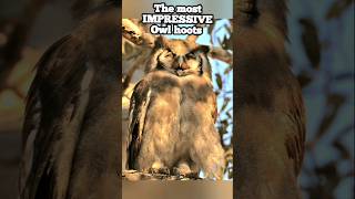 The last Owl's sound...Mpst impressive owl hoots #animalsounds #watchtillend #wild #watchnowshorts