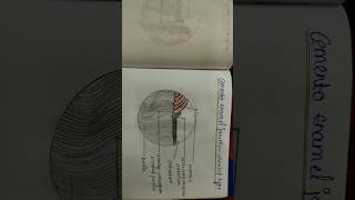 Cementum #histologydiagrams #dental histology#shorts